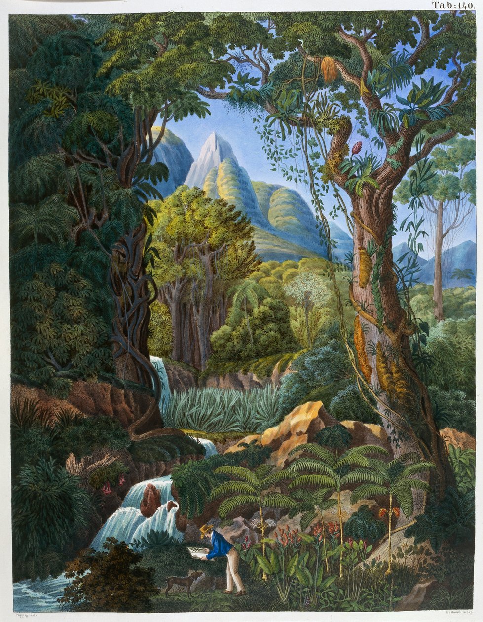 Morenia Poppigiana e floresta, de 
