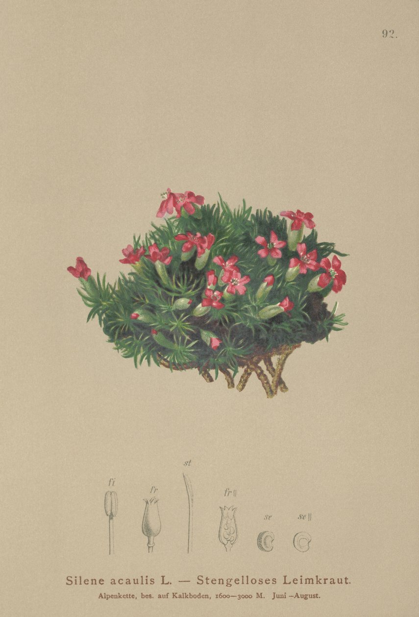 Moss Campion (Silene acaulis) de German School