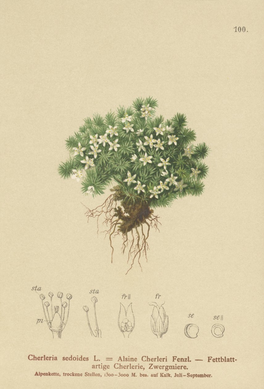 Cyphel Mossy (Cheredo Sedoides, Minuartia sedoides, Alsine Cherleri) de German School