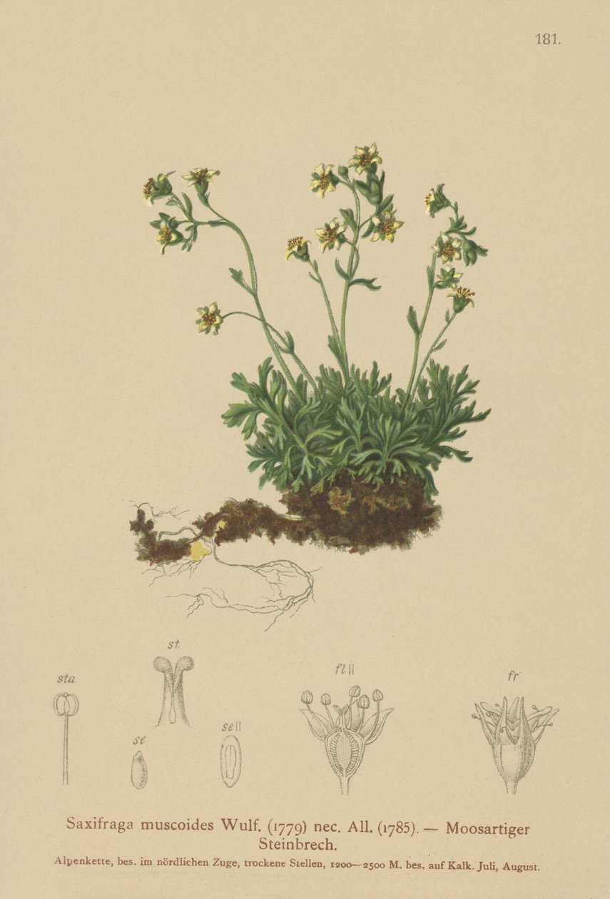 Rockfoil Mossy de German School