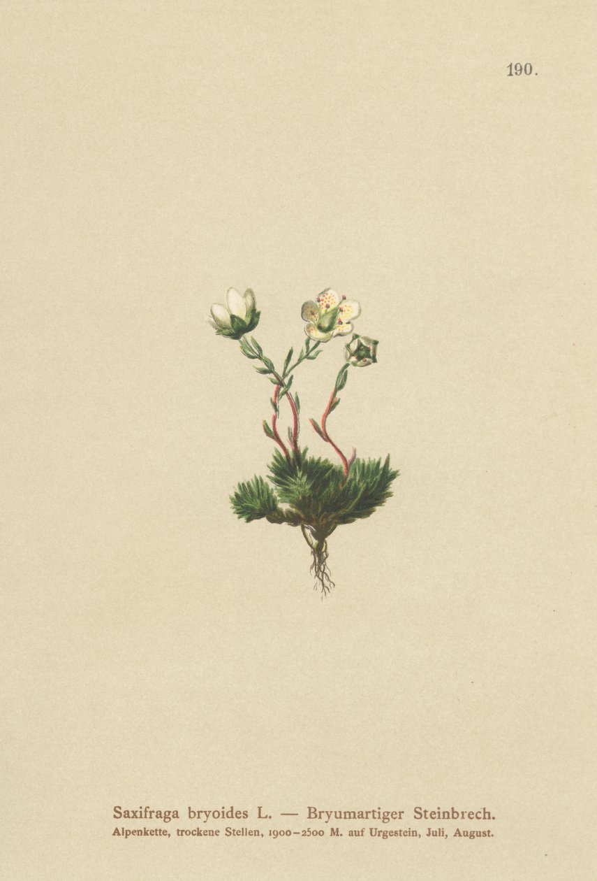 Saxofrage Mossy (Saxifraga bryoides) de German School