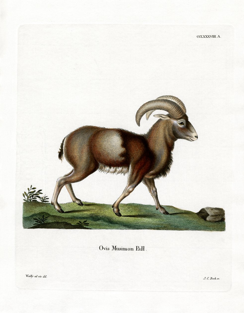 Mouflon (gravação a cores) de German School
