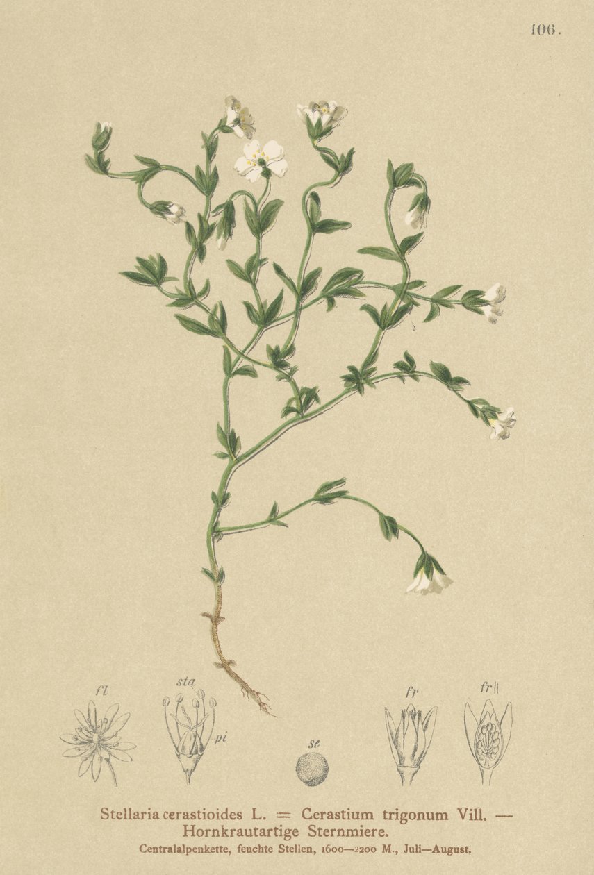 Chickweed de montanha (Stellaria cerastioides, Cerastium trigonum) de German School