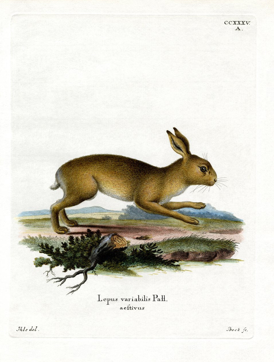 Lebre de montanha (gravura colorida) de German School