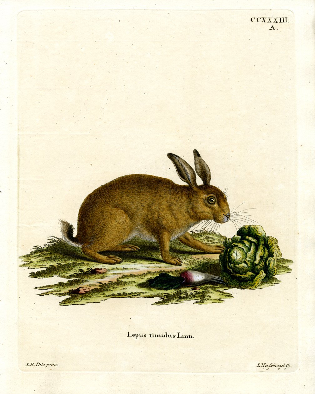 Lebre de montanha (gravura colorida) de German School