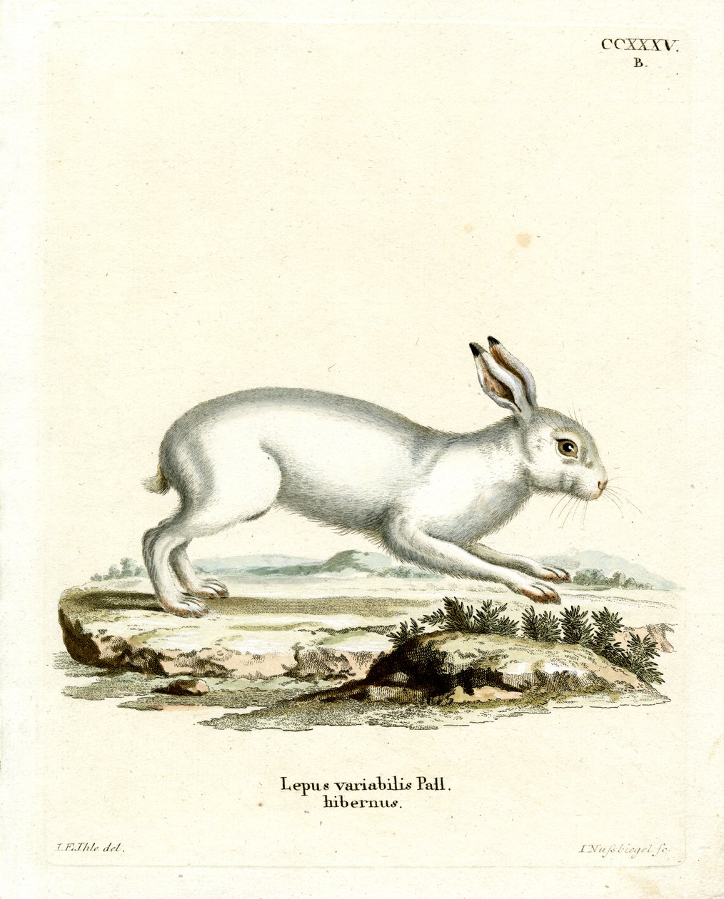 Lebre de montanha (gravura colorida) de German School