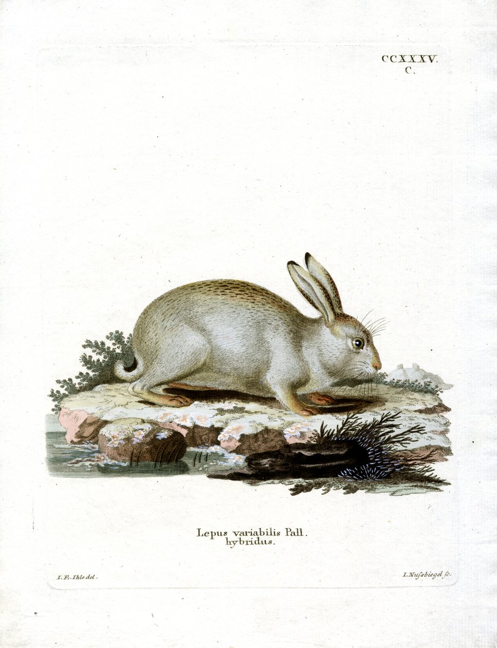 Lebre de montanha (gravura colorida) de German School