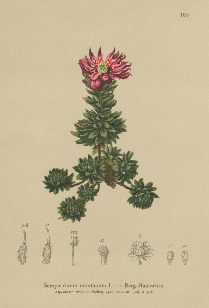 Montanha Houseleek (Sempervivum montanum) de German School