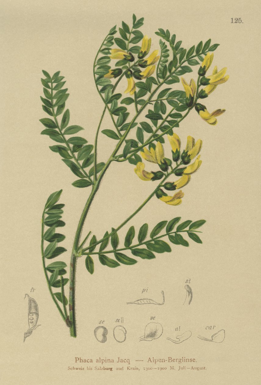 Lentilha de montanha (Phaca alpina, alpinus do astrágalo, penduliflorus do astrágalo, alpina do Colutea, Phaca alpina, Tragacantha penduliflora) de German School