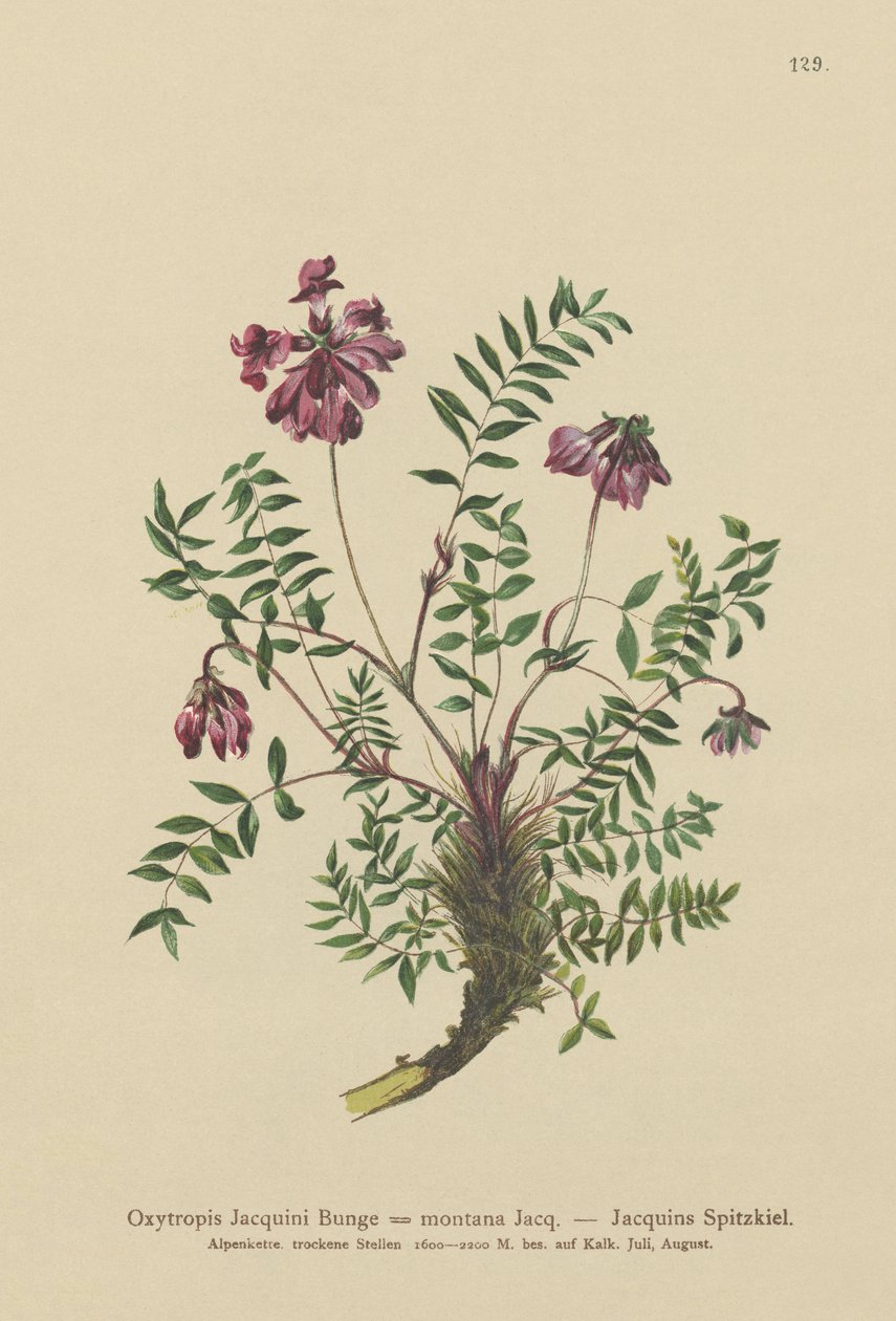 Milkvetch montanha (Oxytropis Jacquini, Oxytropis montana) de German School