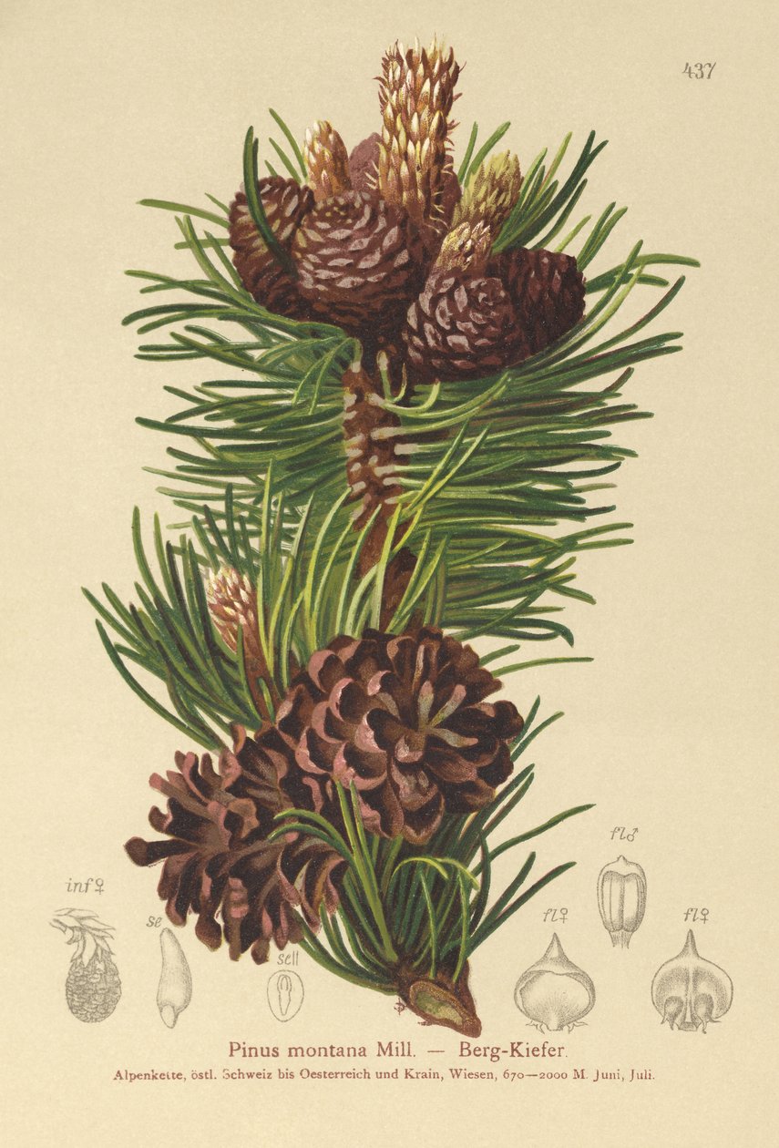 Pinheiro-da-montanha (Pinus montana, Pinus mugo) de German School