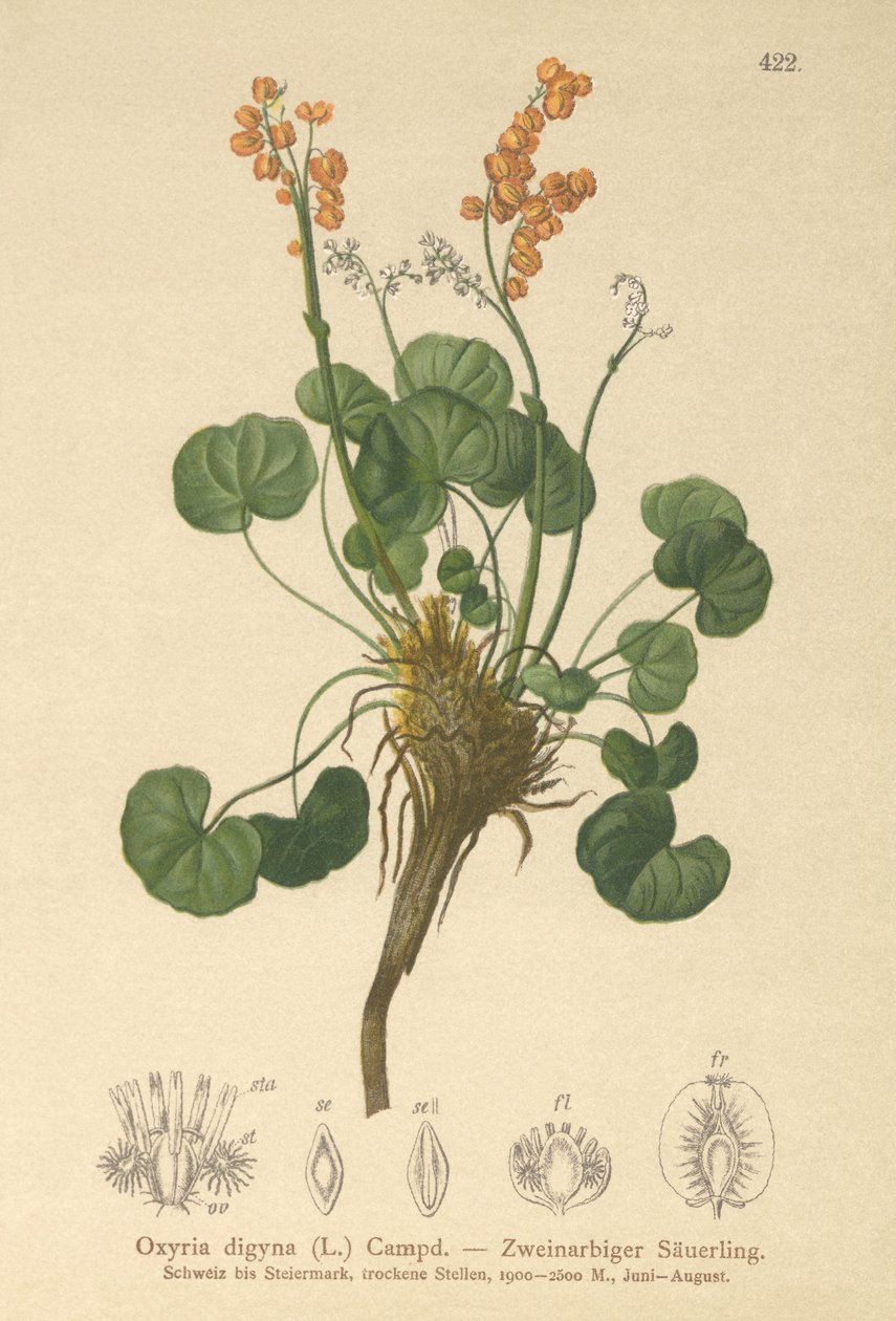 Azeda de montanha (Oxyria digyna) de German School