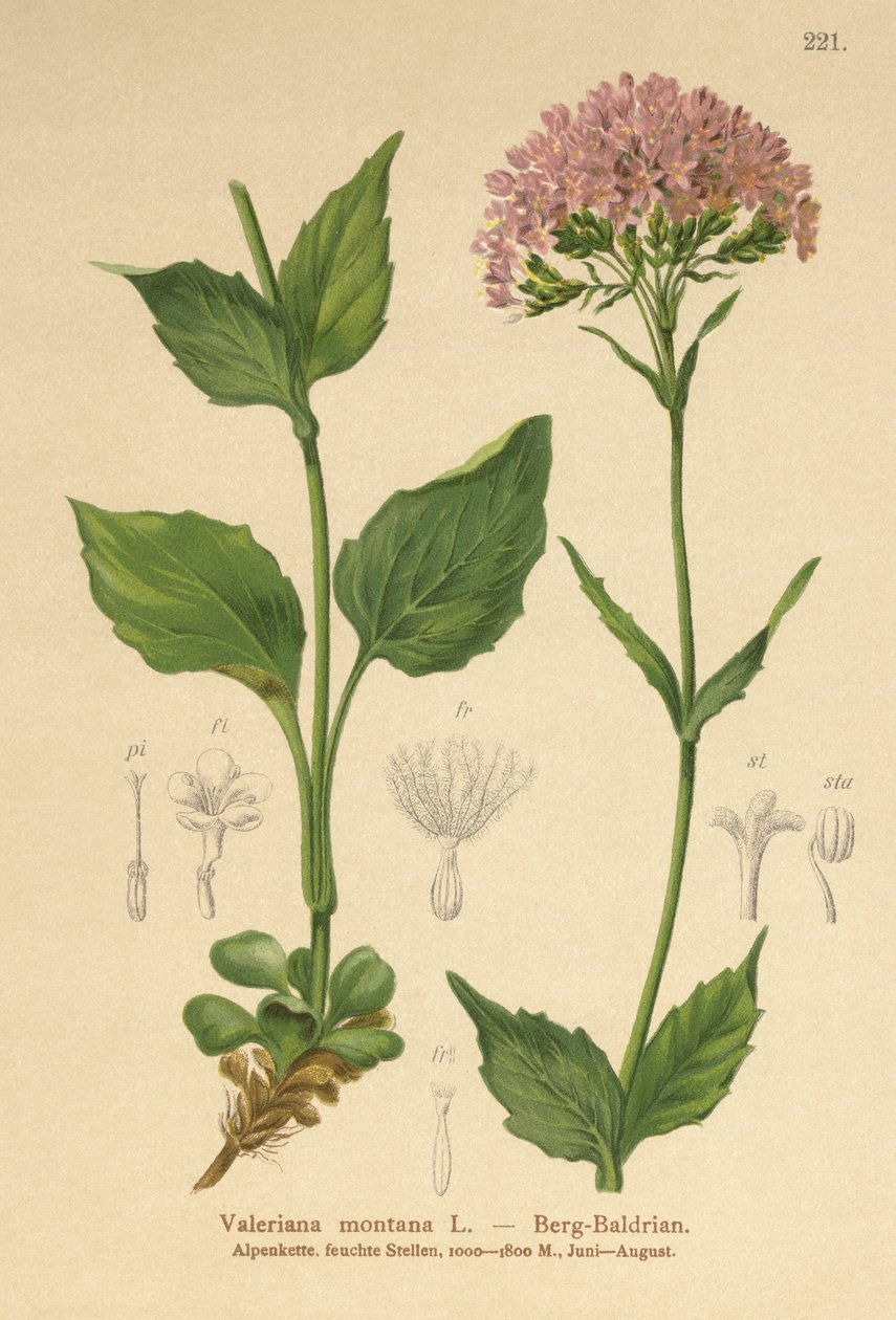 Valeriana da montanha (Valeriana Montana) de German School