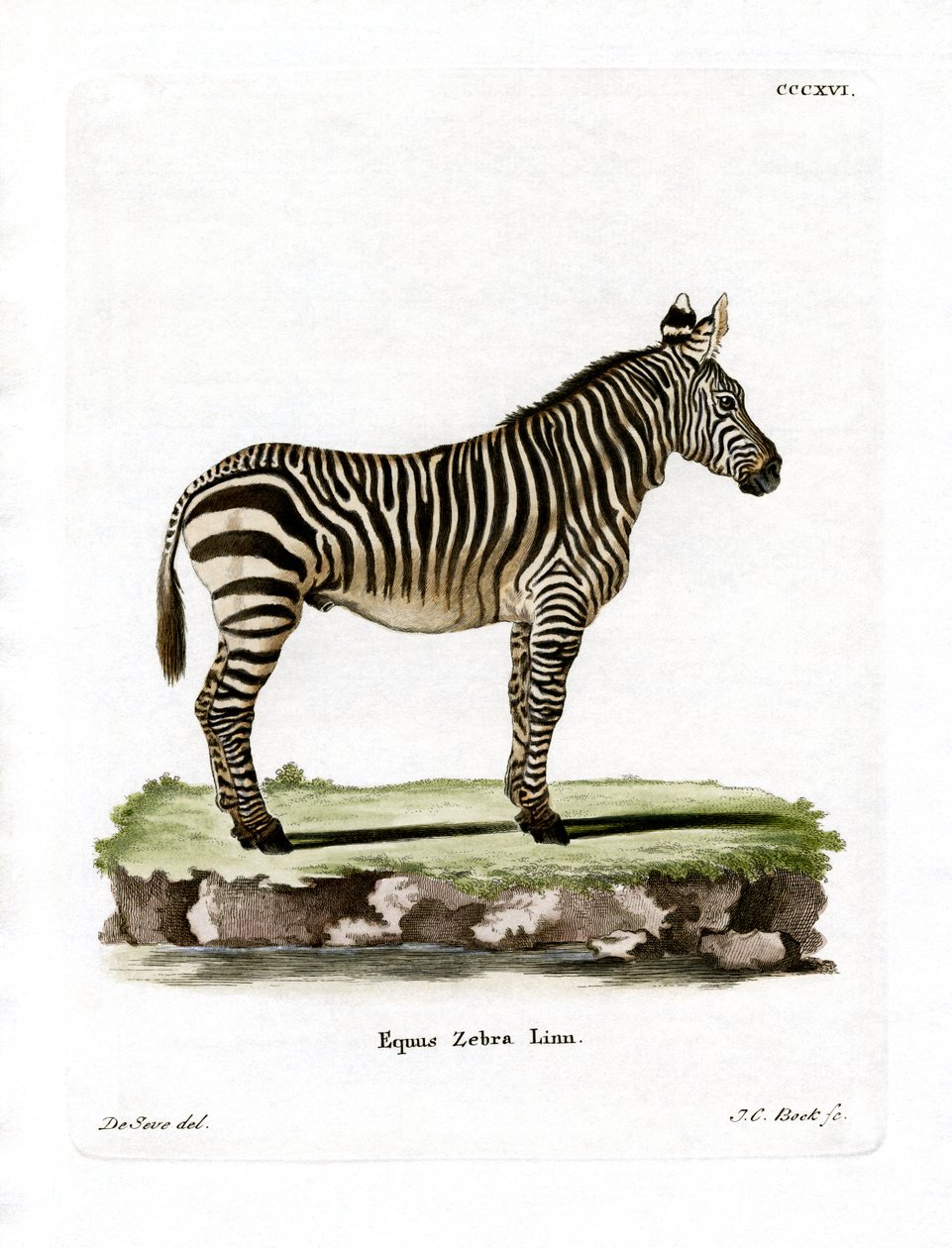 Mountain Zebra (gravação a cores) de German School
