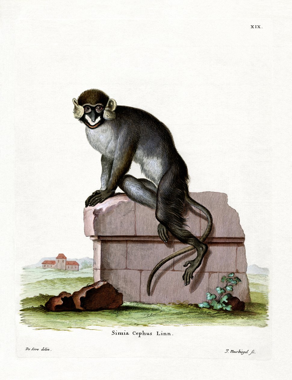 Guenon Bigodes (gravação a cores) de German School
