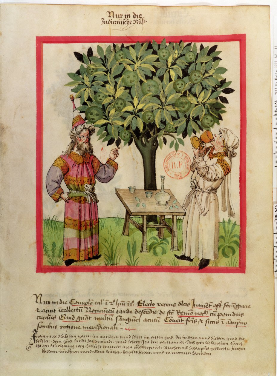 Ms.Lat.9333 fol.11 colheita da noz-moscada, de Tacuinum saudável de German School