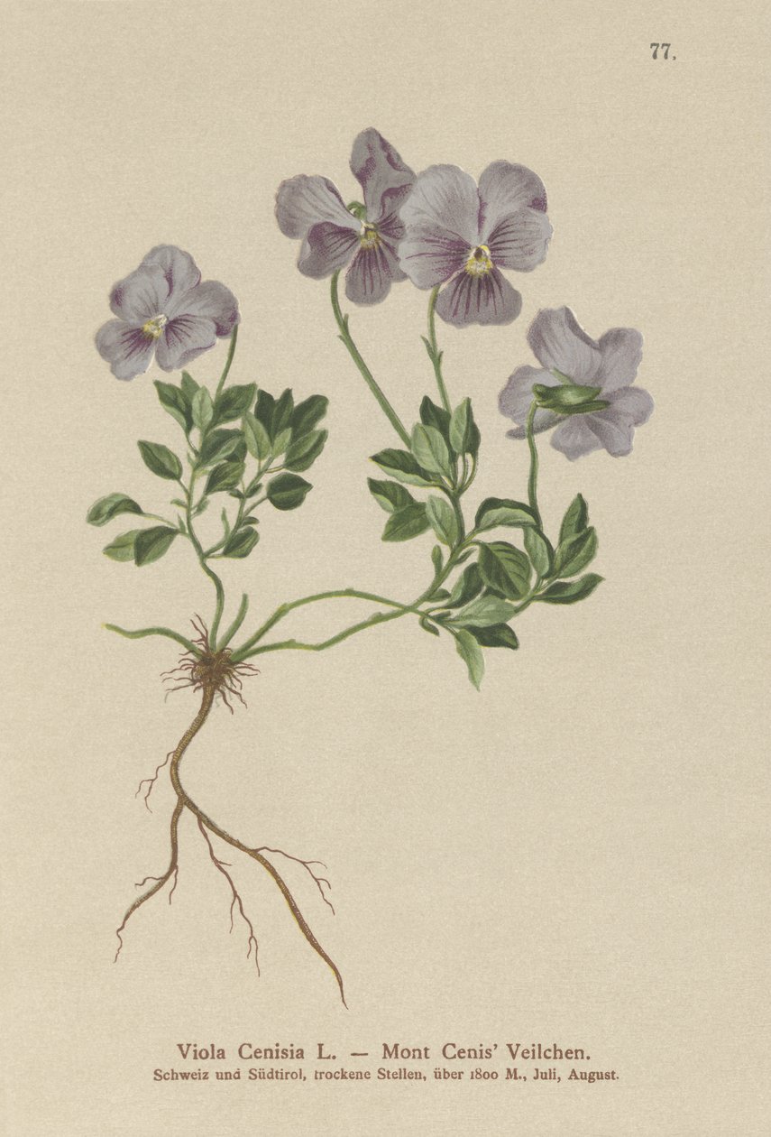 Mt. Cenis Pansy (Viola Cenisia) de German School