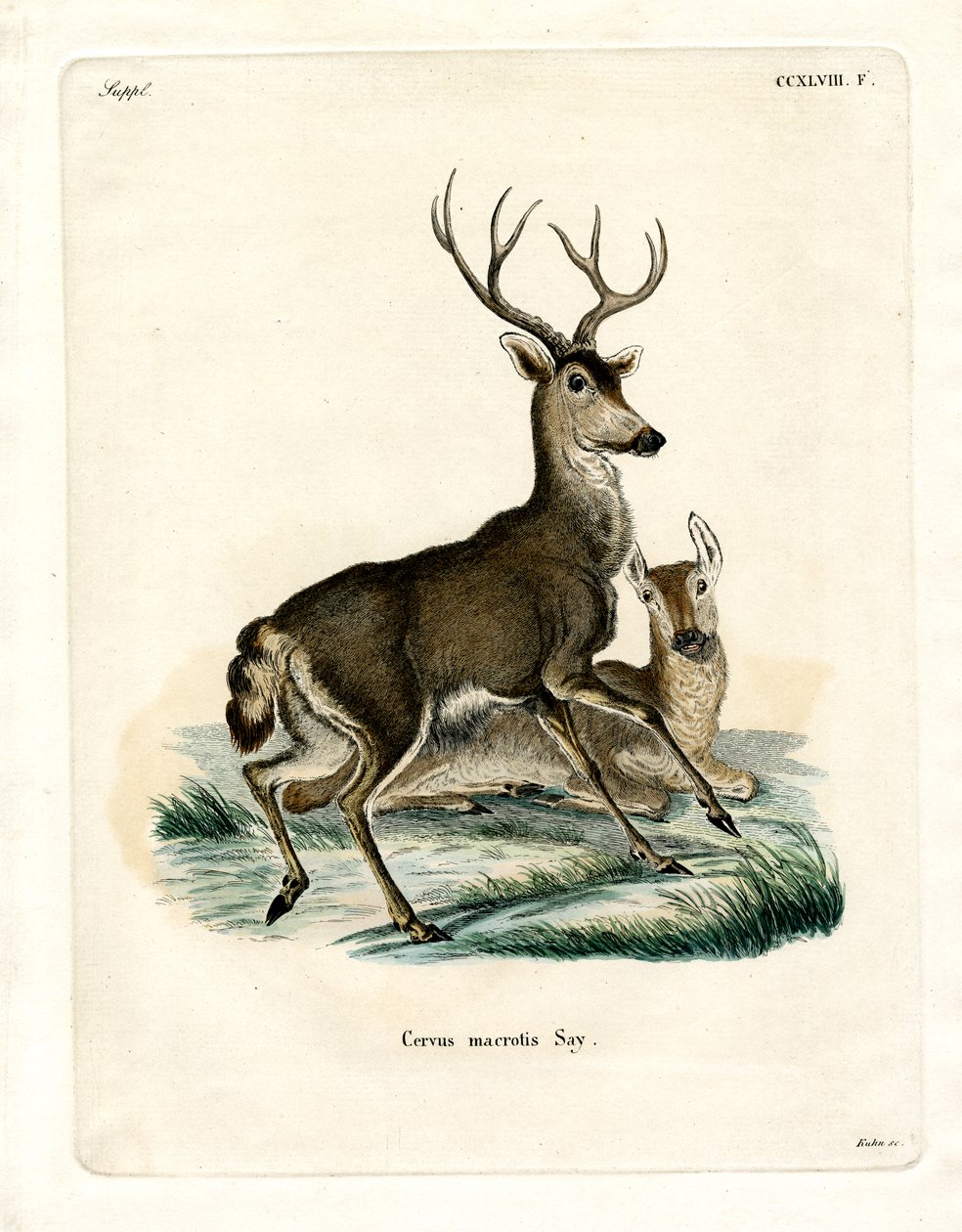 Veado Mula (gravura colorida) de German School