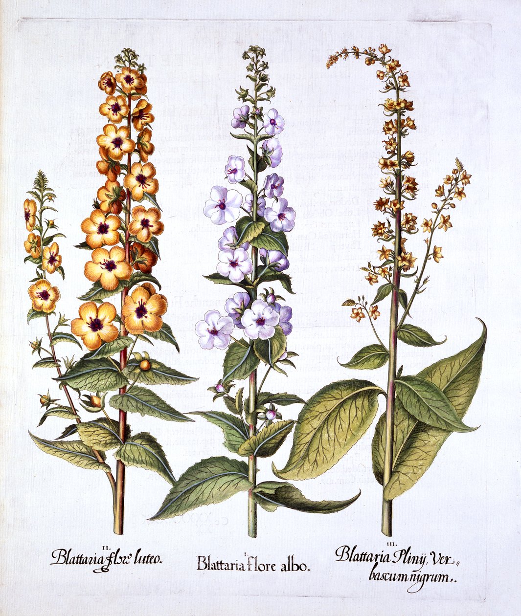 Mullein, gênero Verbascum, de Hortus Eystettensis, de Basil Besler (1561-1629), pub. 1613 (gravura colorida à mão) de German School