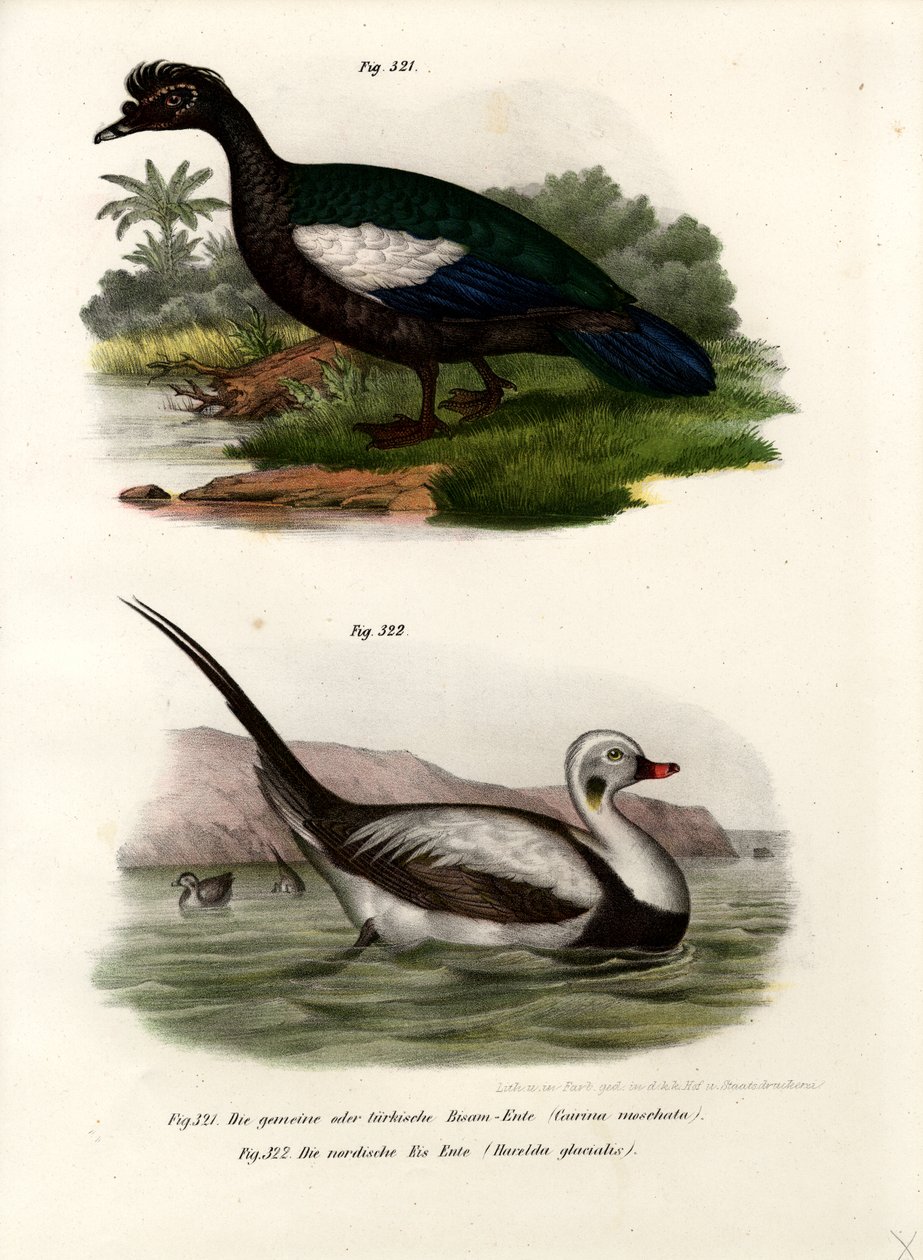 Pato de Moscóvia, 1864 de German School