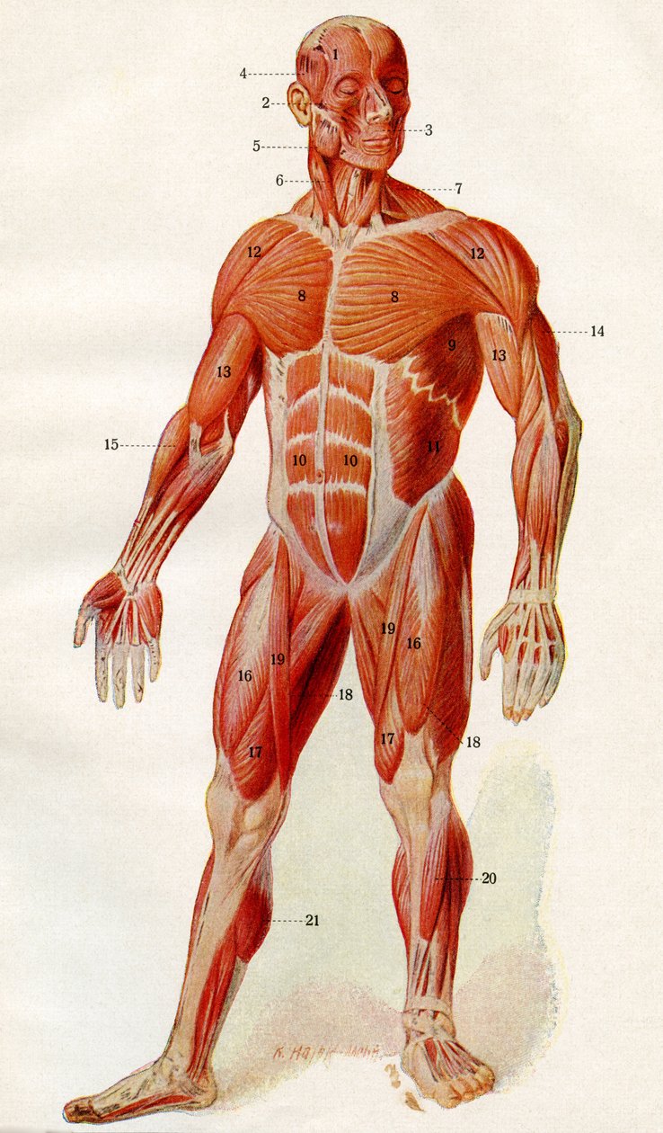 Musculatura do corpo humano, de "Der Mensch", publ. 1923 (impressão) de German School