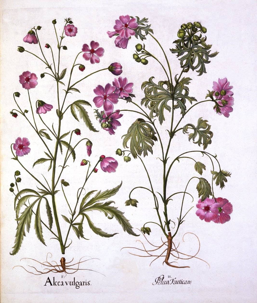 Musk Mallow, de Hortus Eystettensis, de Basil Besler (1561-1629), pub. 1613 (gravura colorida à mão) de German School