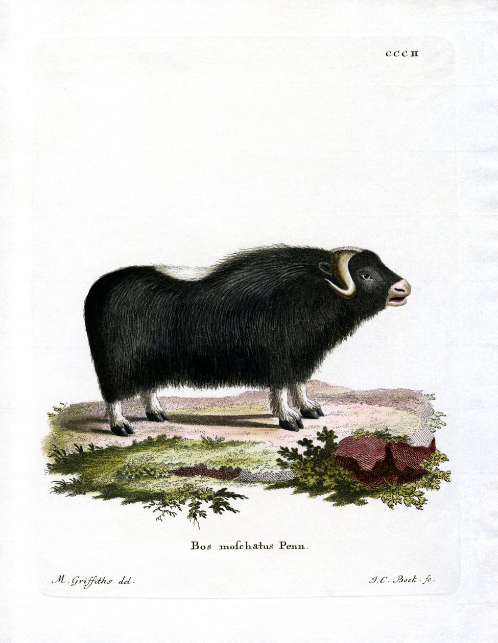 Boi almiscarado (gravura colorida) de German School