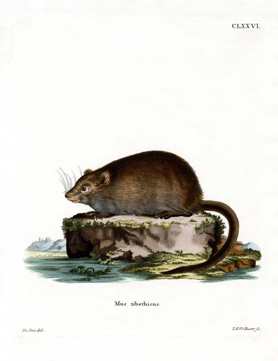 Rato almiscarado (gravura colorida) de German School