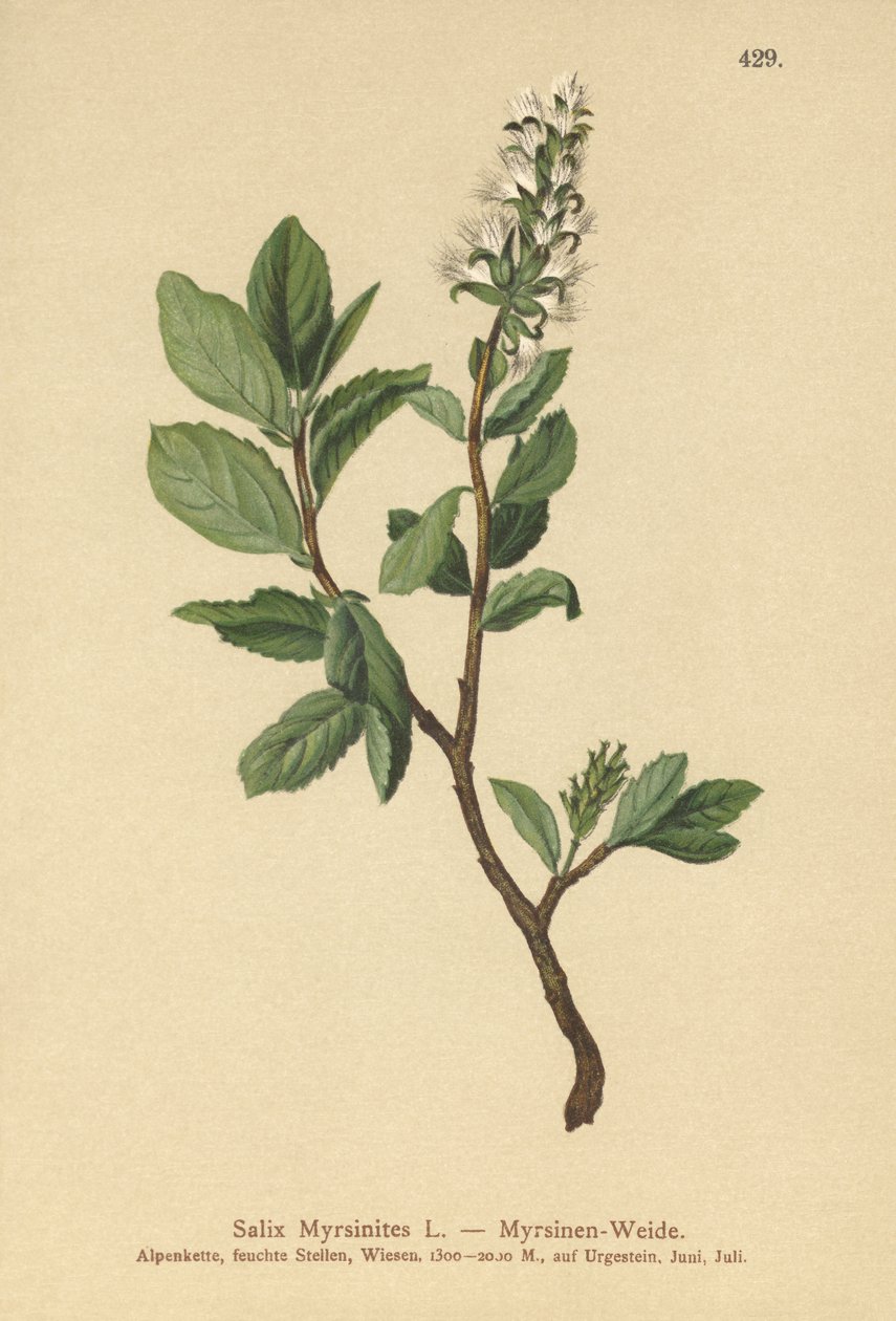 Salgueiro de Murta (Salix Myrsinites) de German School