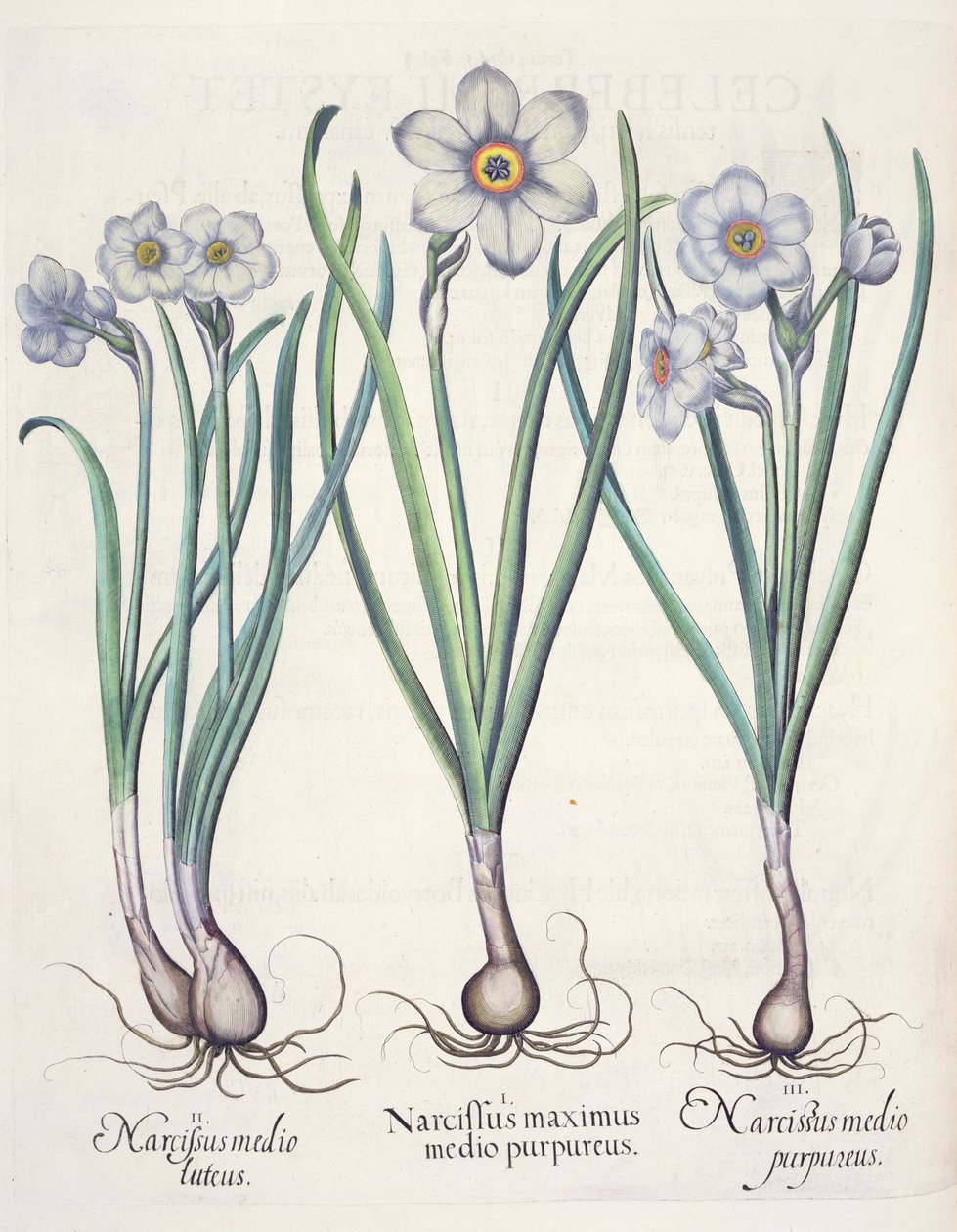 A família de Narciso: 1.Narcissus o maior do meio do roxo; 2.Narcissus a argila; 3.Narcissus o roxo do Eystettensis por Basil Besler (1561-1629), pub. 1613 de German School