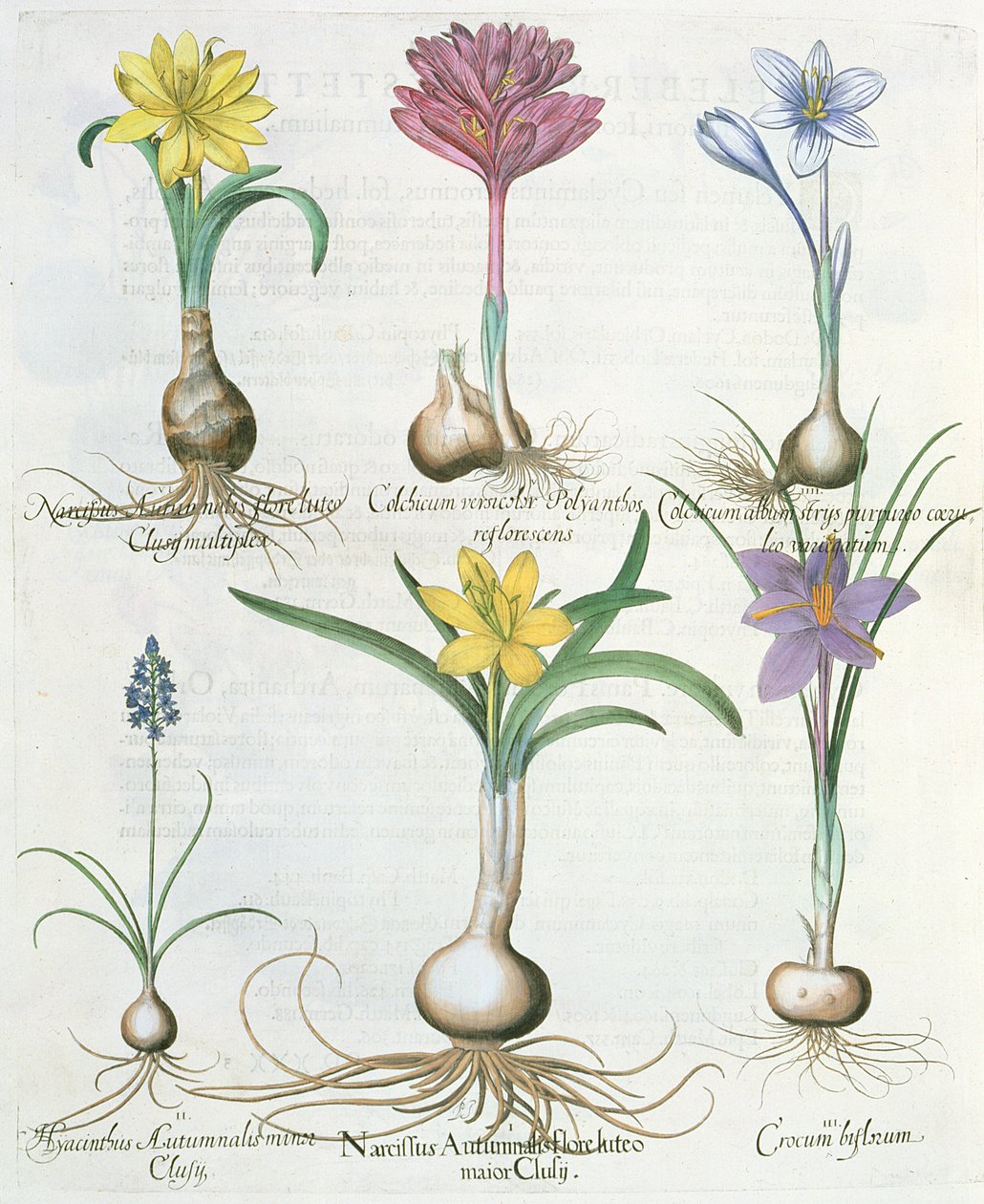 Narcisos, açafrão e jacinto: 1.Narcissus autumnalis; 2. Hyacinthus autumnalis; Biflorum 3.Crocum; Álbum de 4.Colchium; 5.Colchium versicolor; 6.Narcissus autumnalis, do Hortus Eystettensis por Ba de German School