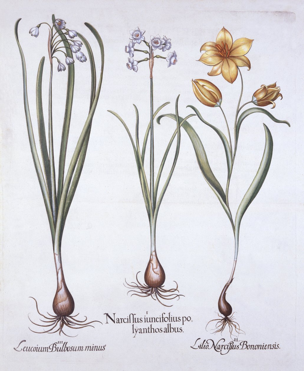 Narciso, Tulipa e Floco de Neve de Verão, de Hortus Eystettensis, de Basil Besler (1561-1629), pub. 1613 (gravura colorida à mão) de German School