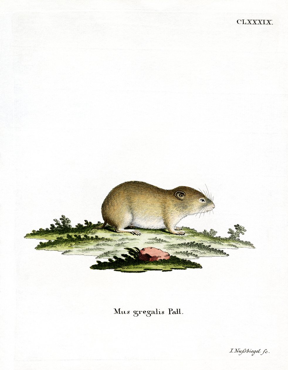 Vole de cabeça estreita (gravação a cores) de German School