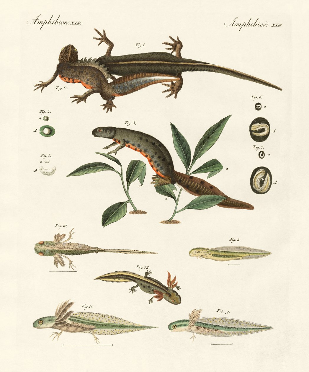 História natural da salamandra marinha (gravura colorida) de German School