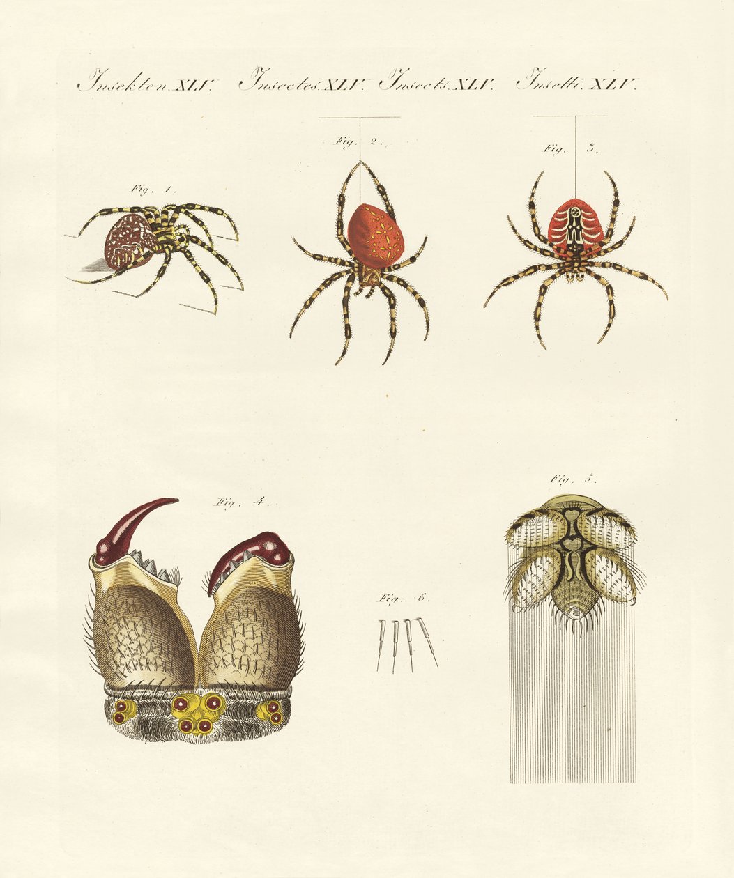 História natural da aranha (gravura colorida) de German School
