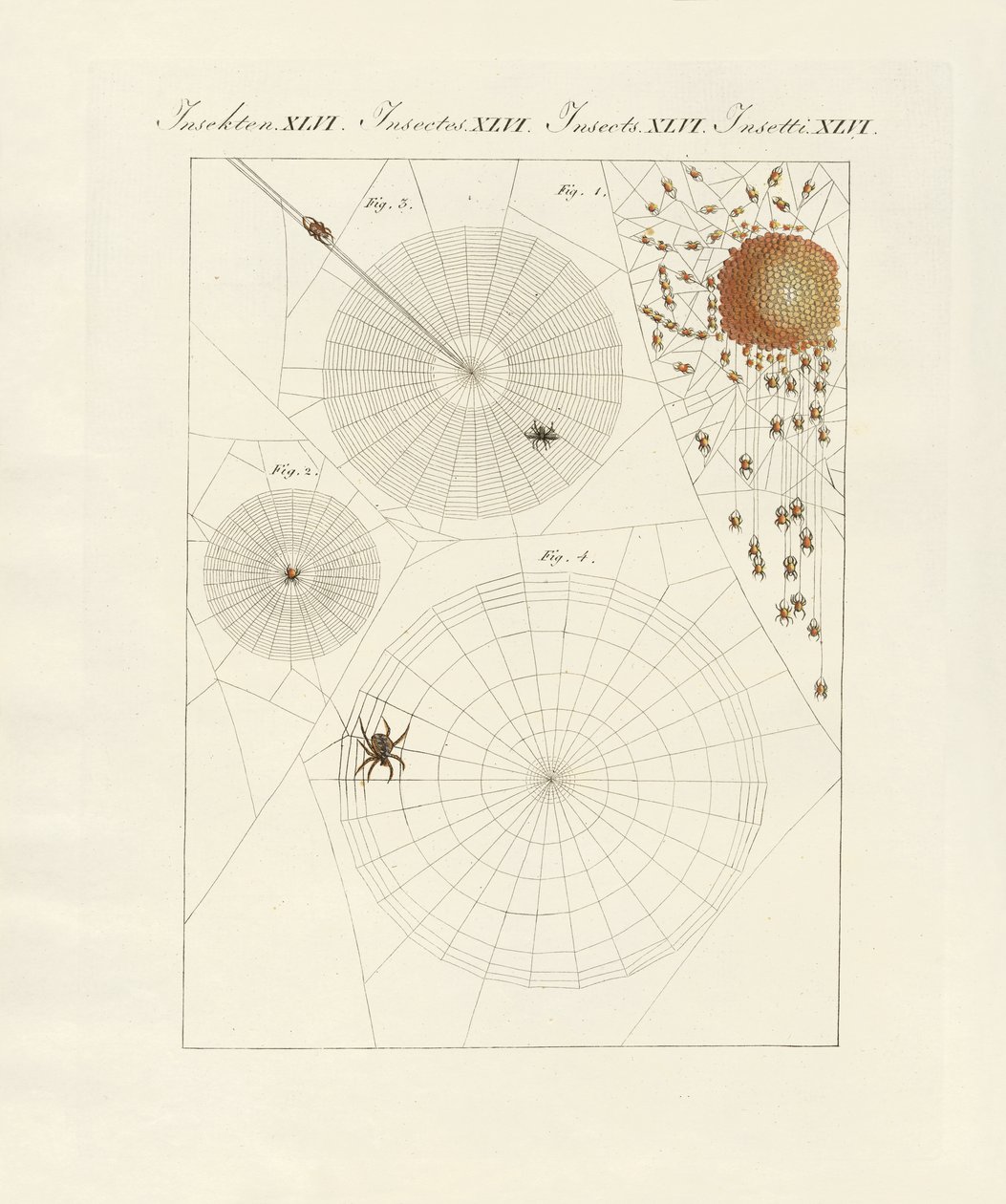 História natural da aranha de German School