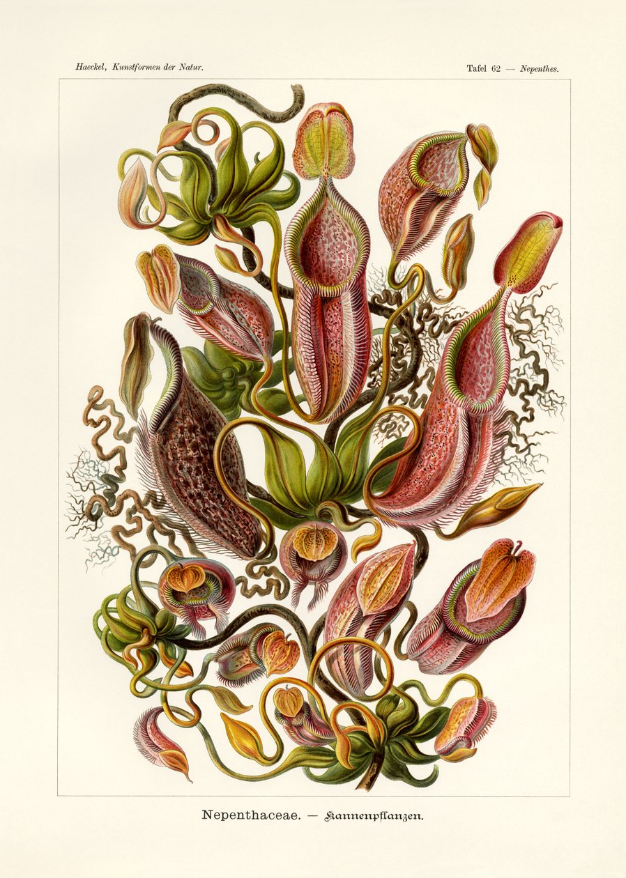 Nepenthaceae, 1899-1904 de German School
