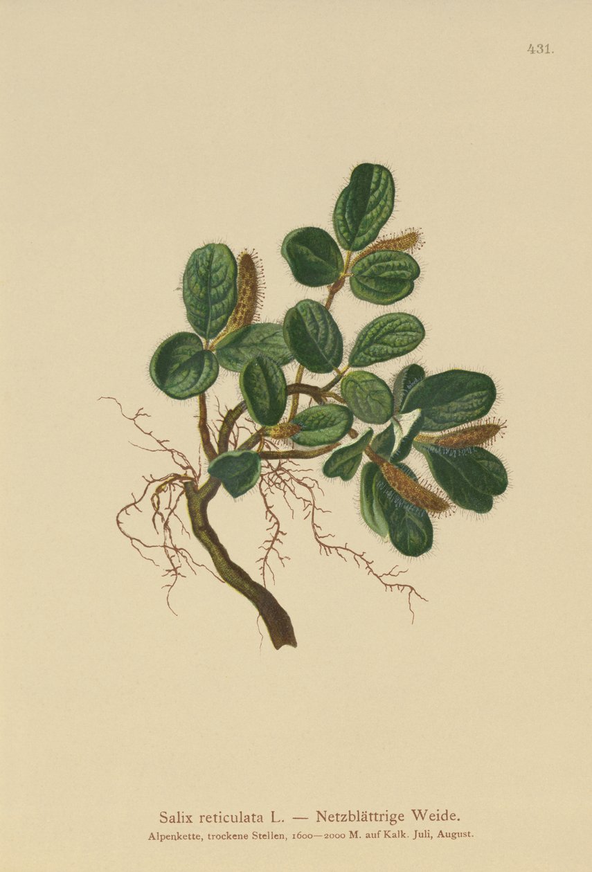 Salgueiro-de-folhas-verdes (Salix reticulata) de German School