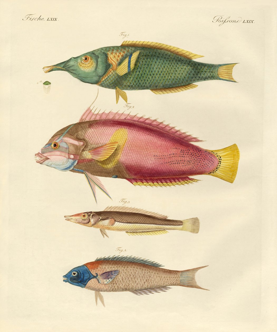 Peixe recém-descoberto (gravação colorida) de German School