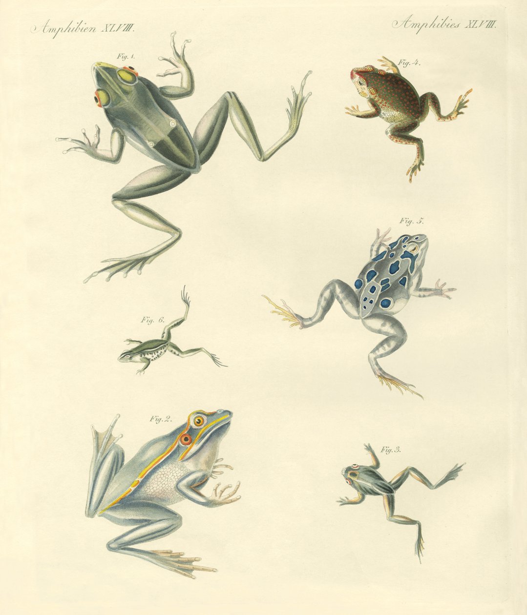 Sapos e sapos recém-descobertos (gravação colorida) de German School