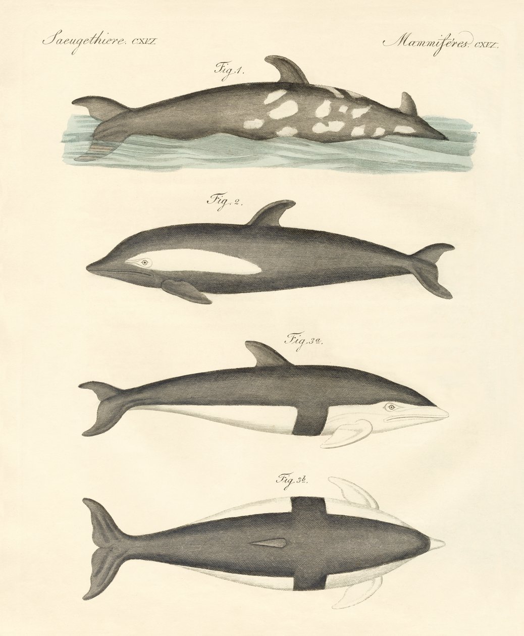 Golfinhos novos (gravura colorida) de German School