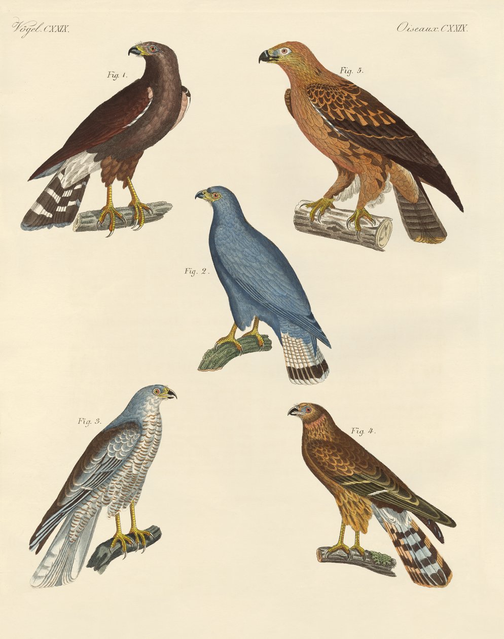 Novas aves de rapina conhecidas (gravura colorida) de German School