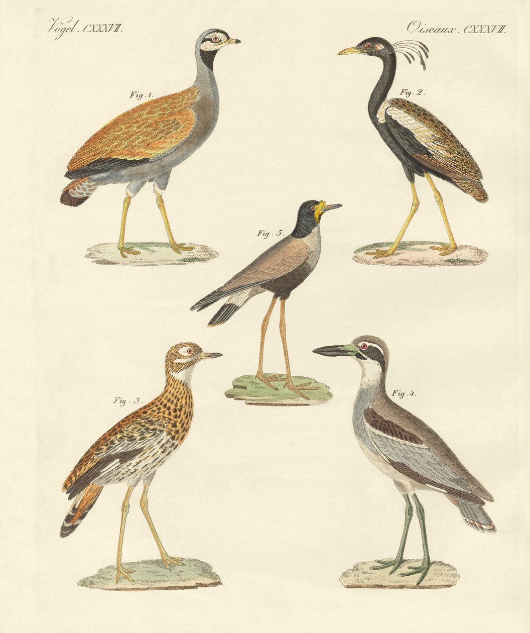 Novas aves de ratites (gravura colorida) de German School
