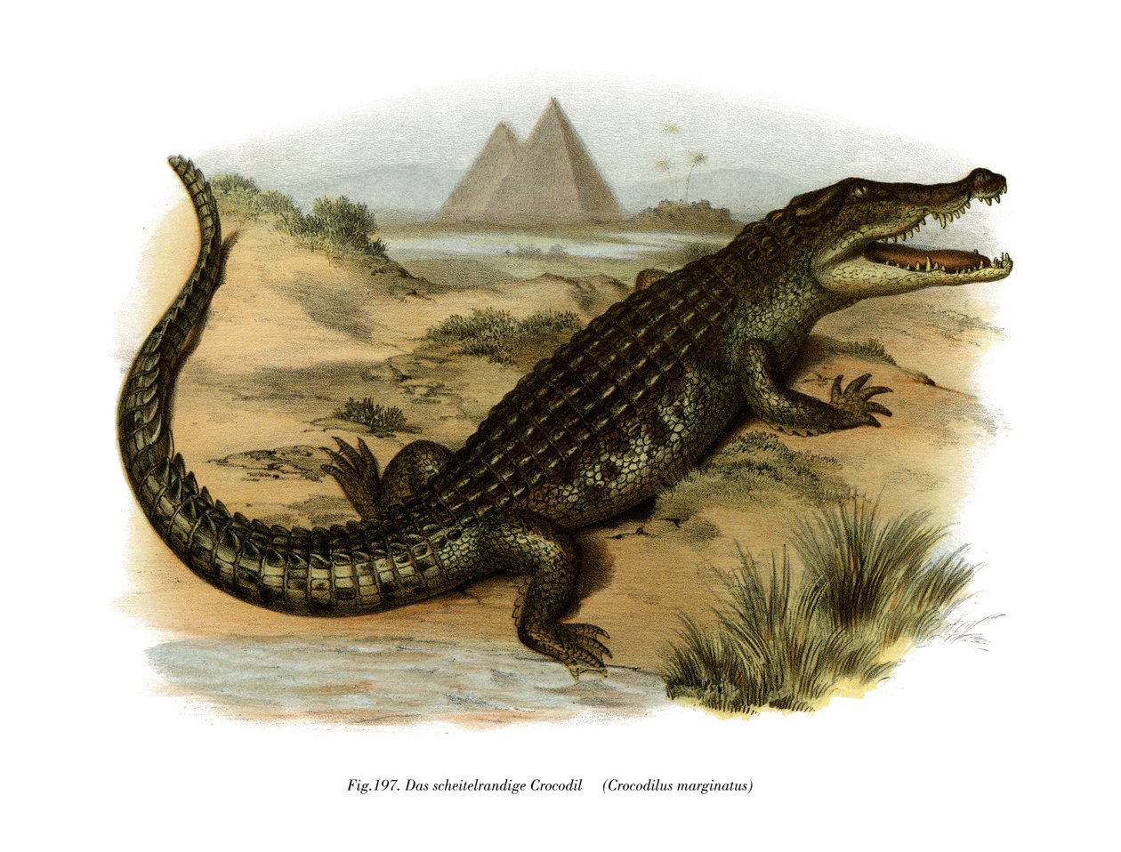 Crocodilo do Nilo (cor litho) de German School