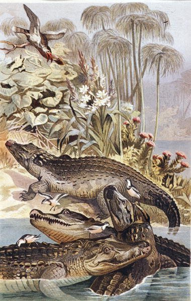 Crocodilo do Nilo, prato de "Brehms Tierleben": Allgemeine Kunde des Tierreichs", vol.7, p.504, publicado pelo Bibliographisches Institut de German School
