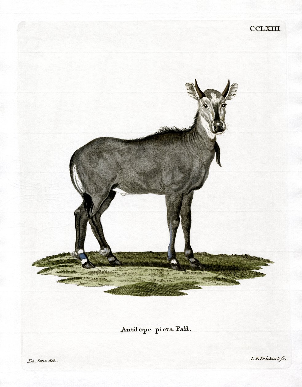 Nilgai (gravura colorida) de German School