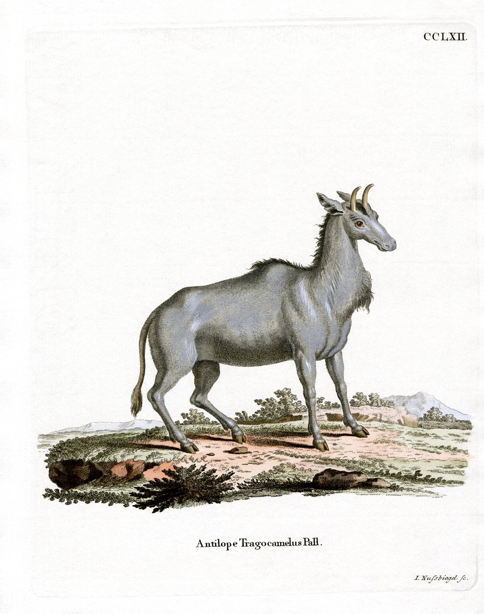 Nilgai (gravura colorida) de German School
