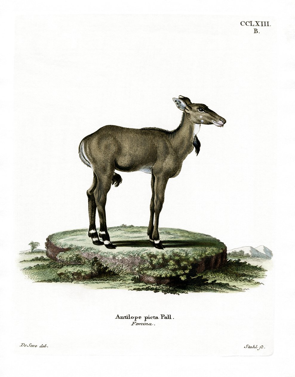 Nilgai (gravura colorida) de German School