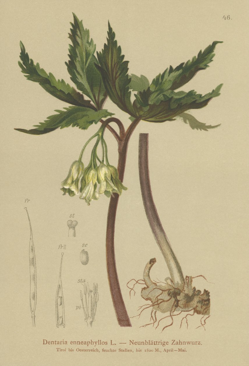Erva Coral de nove folhas (dentaria enneaphyllos) de German School