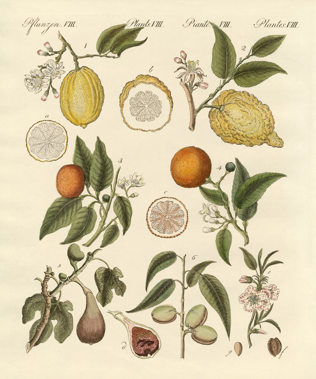 Frutas tropicais nobres de German School